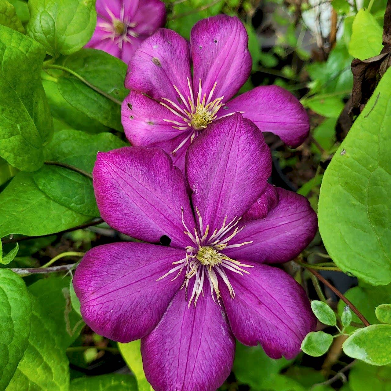 Clematis 'Ville de Lyon'