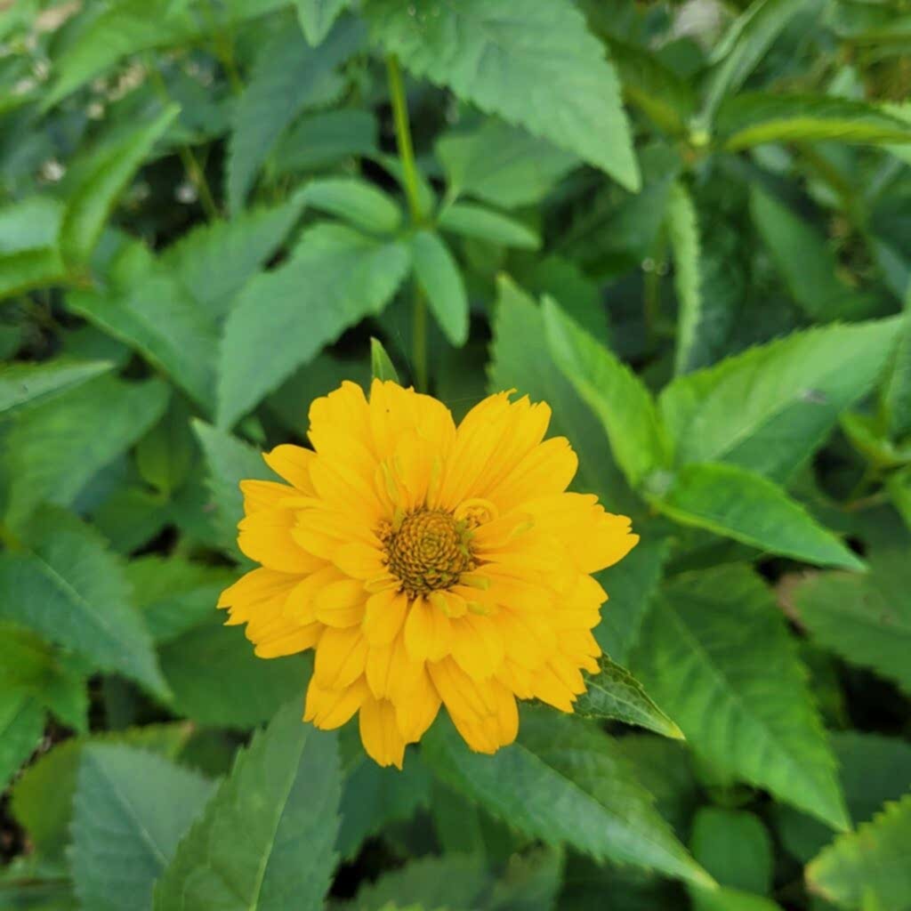 Klingsheim Planteskole - Heliopsis sommersonne